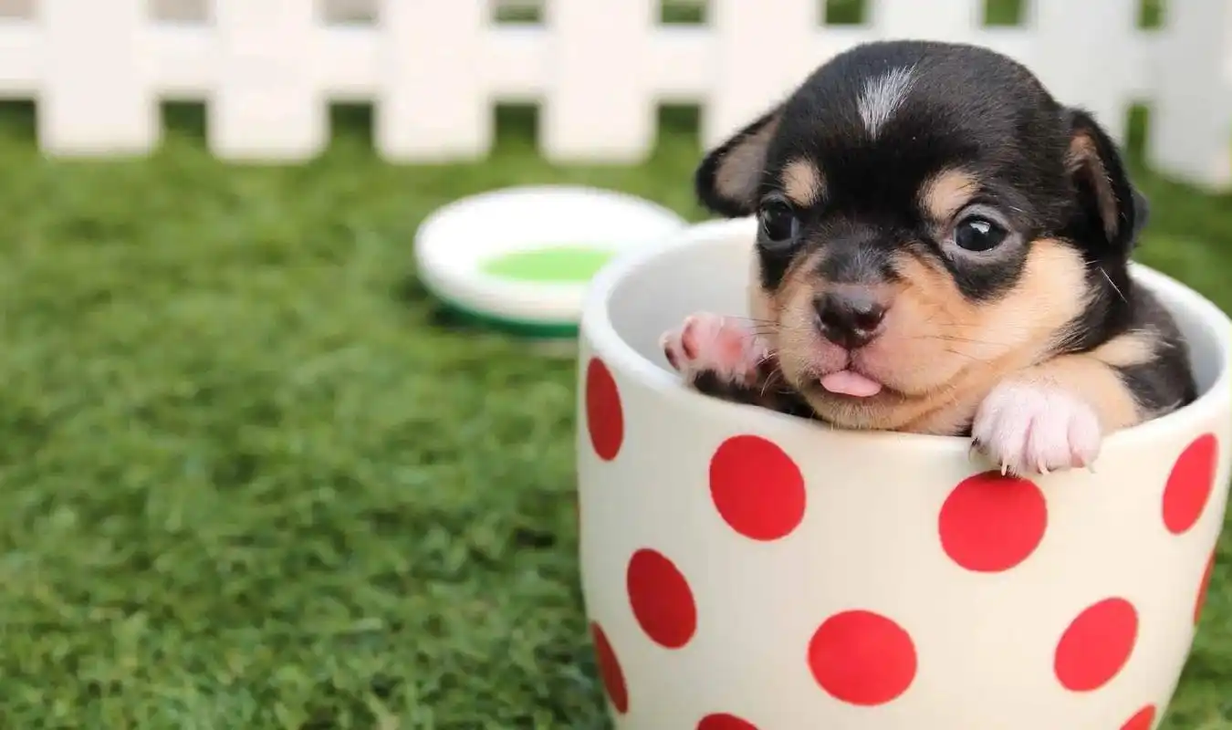 可爱狗狗壁纸.#萌宠 #神奇动物在抖音 #电脑壁纸 lov - 抖音