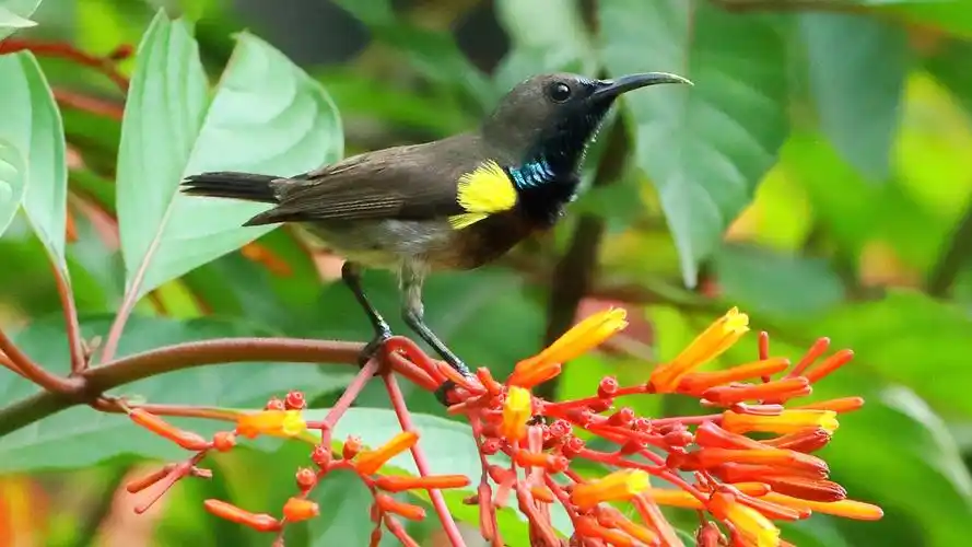 花蜜鸟动物图片电脑1080p高清壁纸