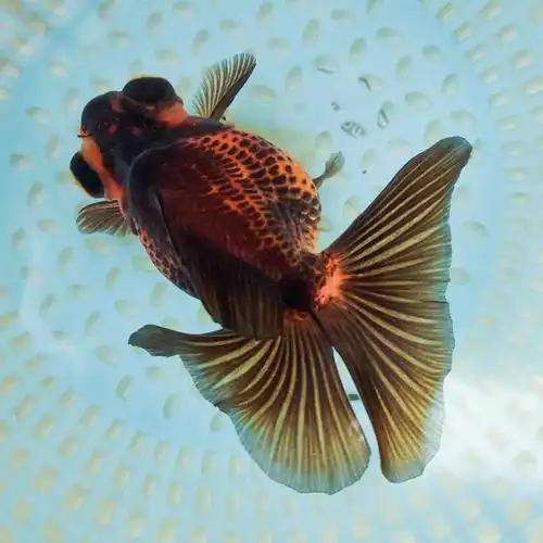 蝶尾金鱼精品熊猫龙睛稀有冷水鱼好养淡水观赏鱼不打氧耐活aa 红白