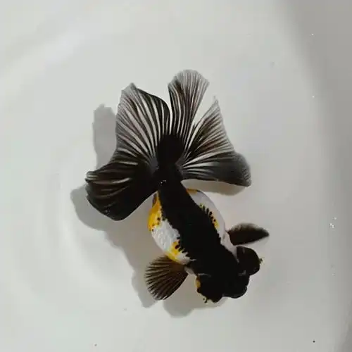 精品熊猫蝶尾金鱼冷水观赏鱼黑白三色红白包金鱼